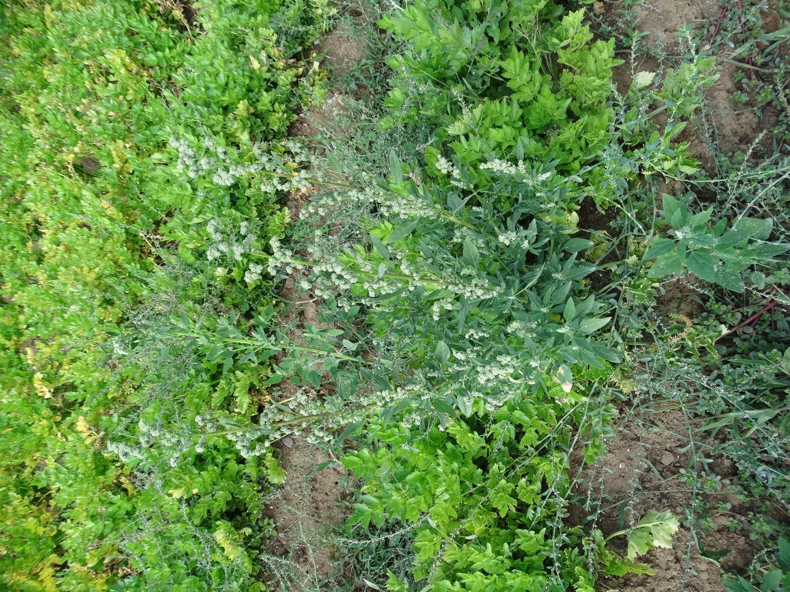 Chenopodium album en hortalizas