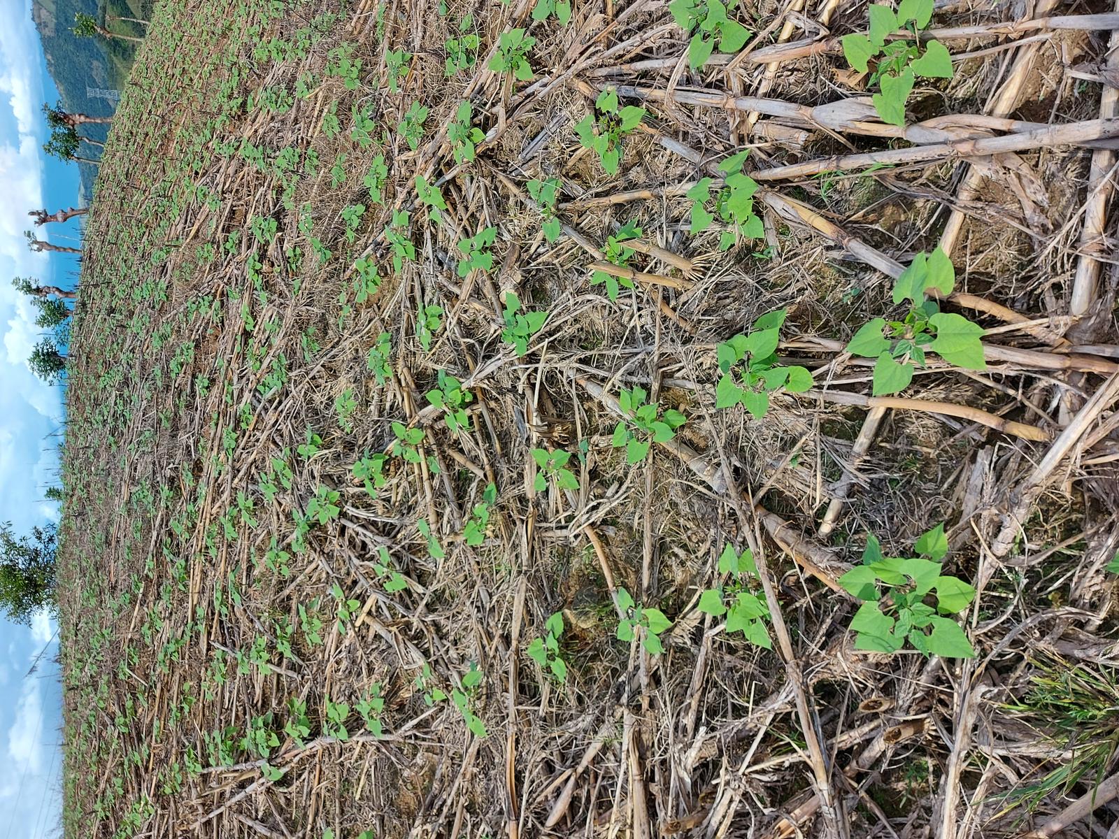 Rotación maíz - frijol en PZ