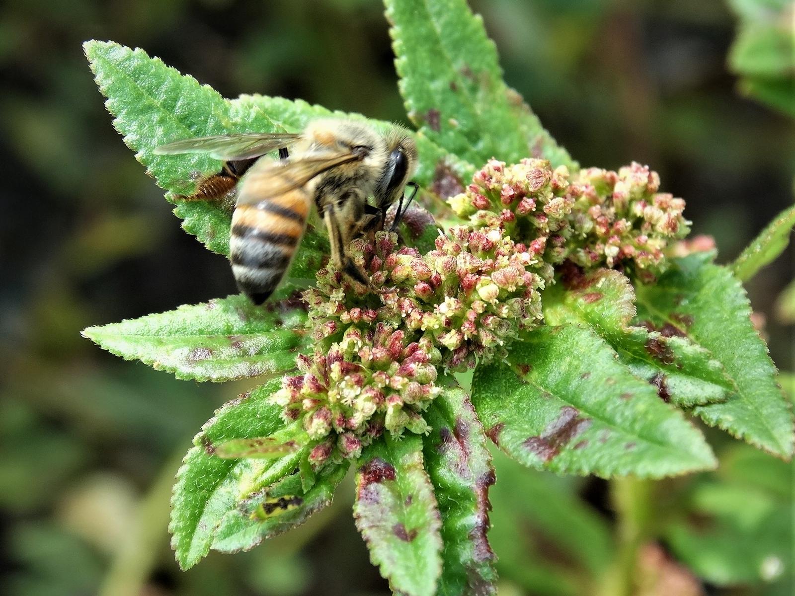 Abeja en Euohorbia hirta