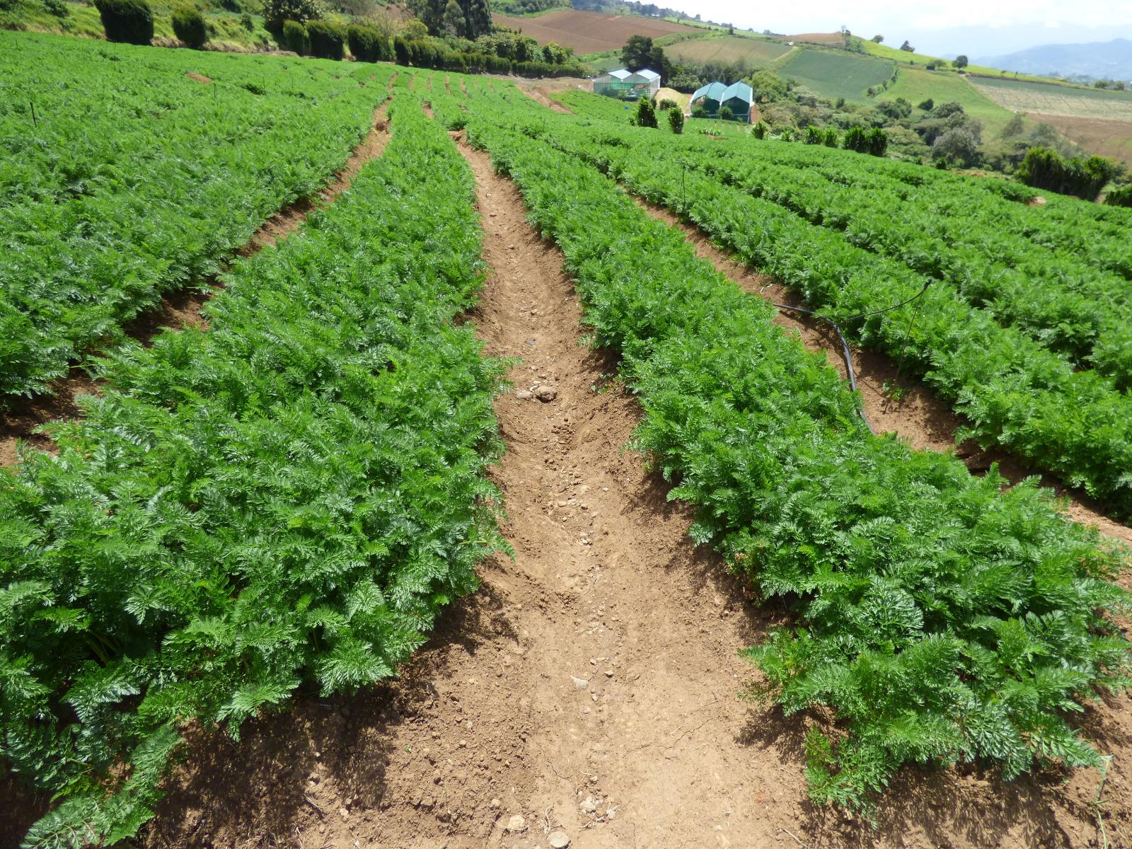 Eurosemillas Septiembre 2019