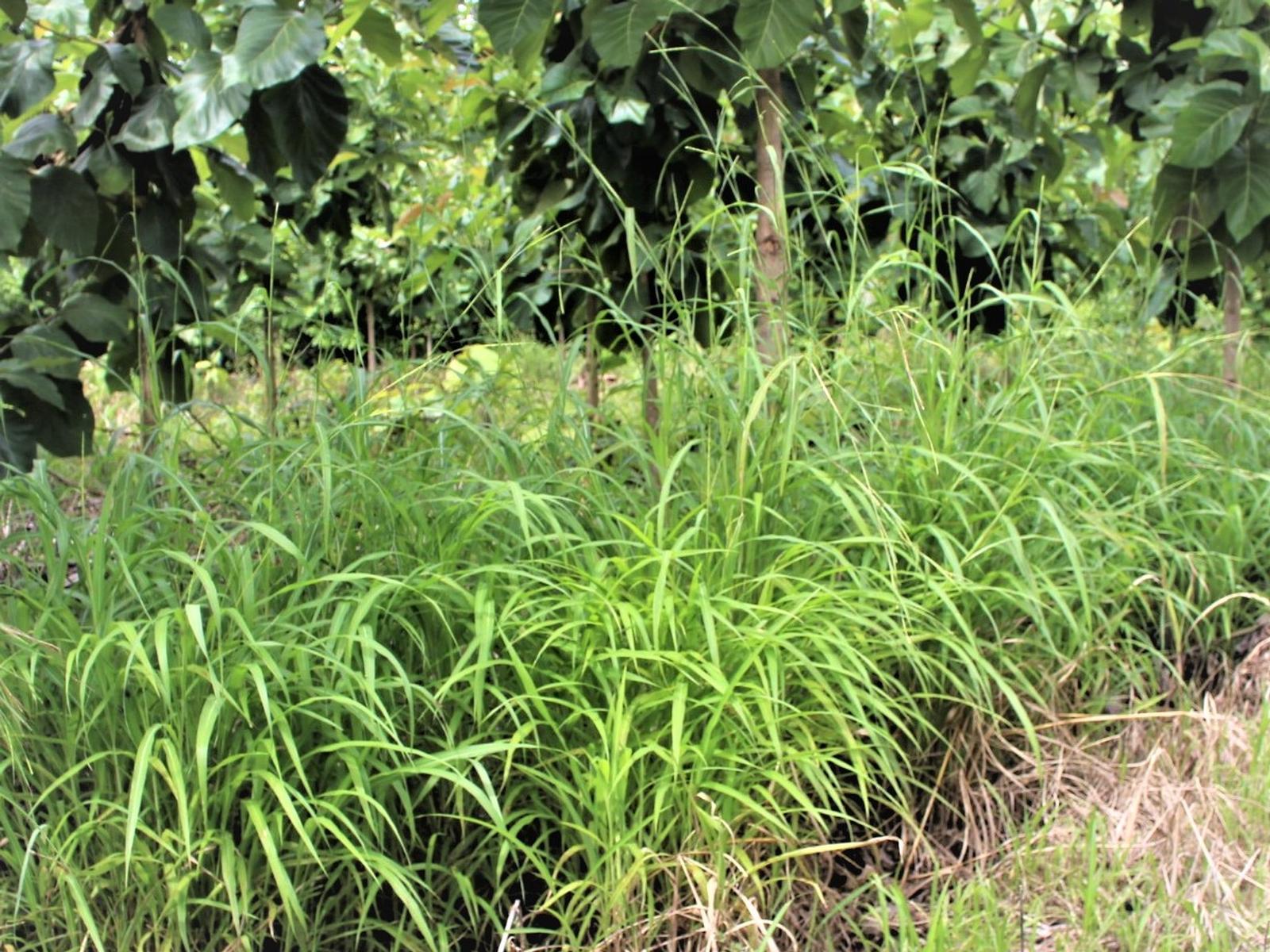 Rottbolellia en Teca