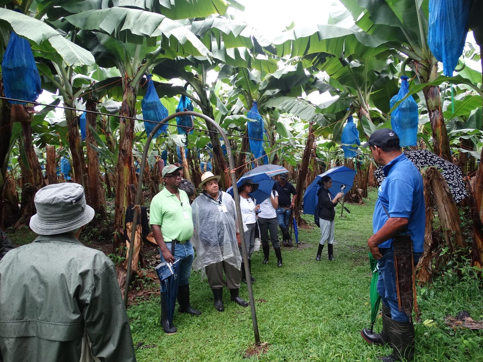 Gira a cultivo de banano, Siquirres. 3 de setiembre 2022