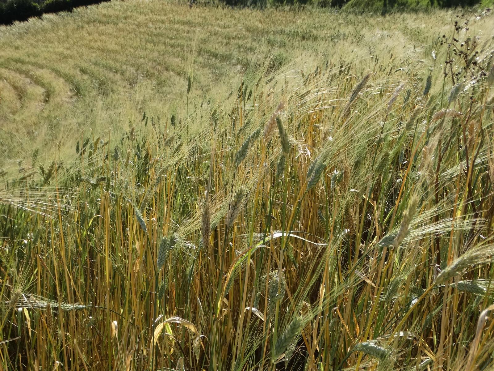 Cultivo de trigo en Zarcero