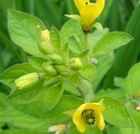 Plantas Arvenses de Costa Rica en Facebook