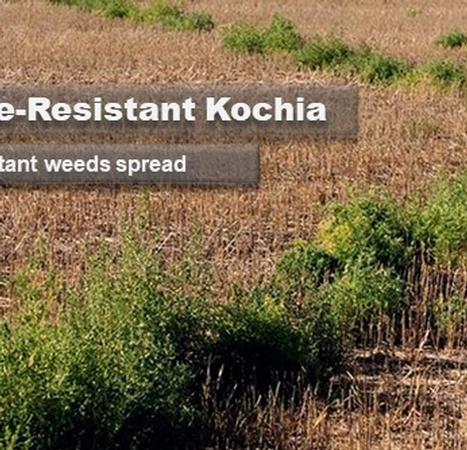 Base de datos sobre malezas resistentes a herbicidas